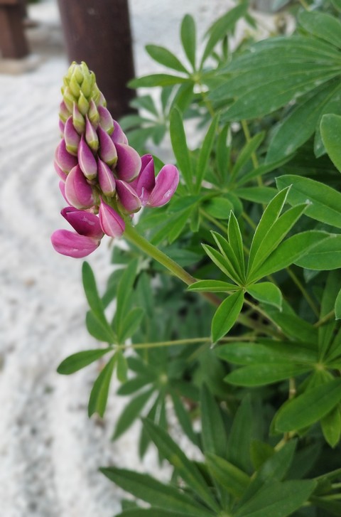 sfondi magenta, flower