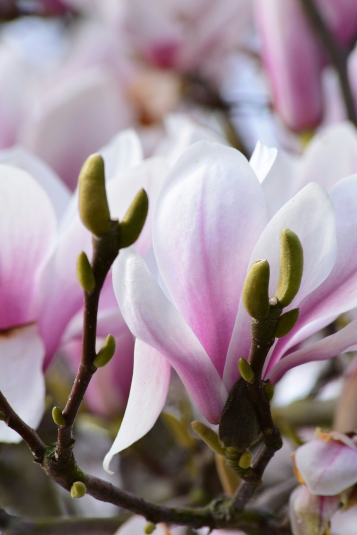 Magnolia in the castle grounds