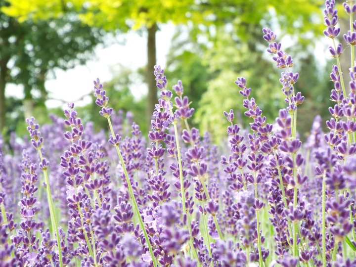 lavender