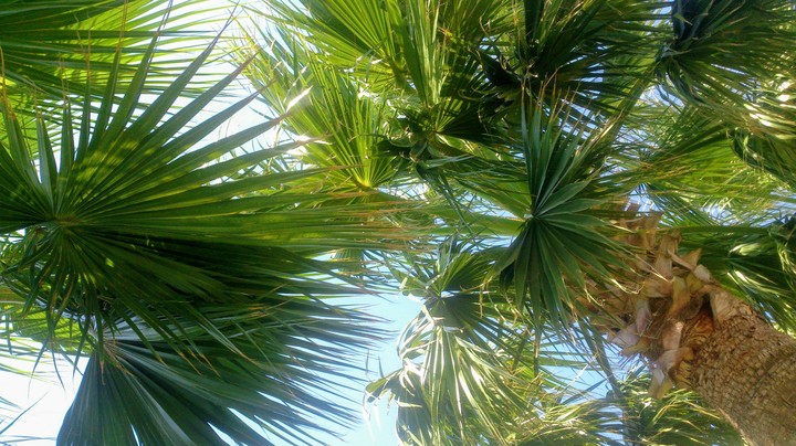 palm sky ))