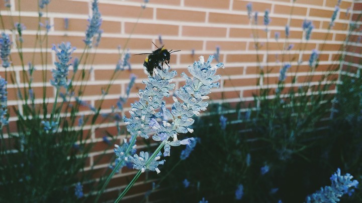 Bee at work.