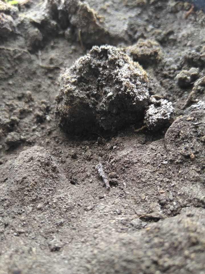 soil