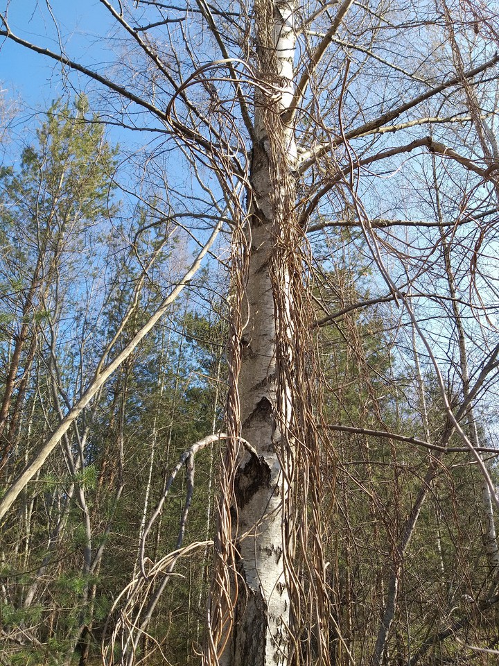 wild grapes