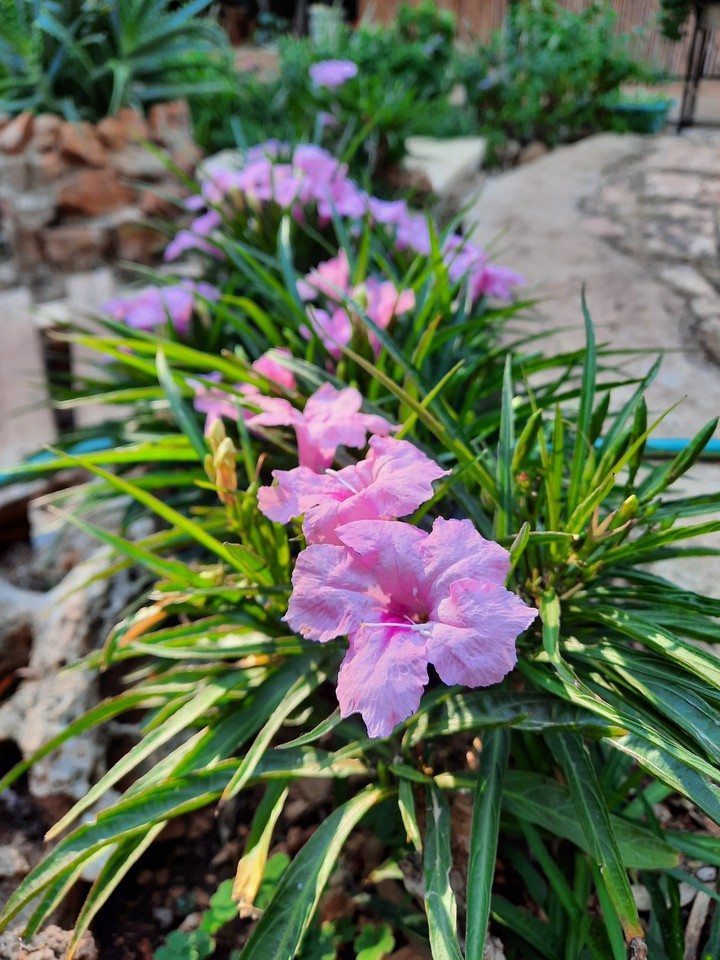Flowers
