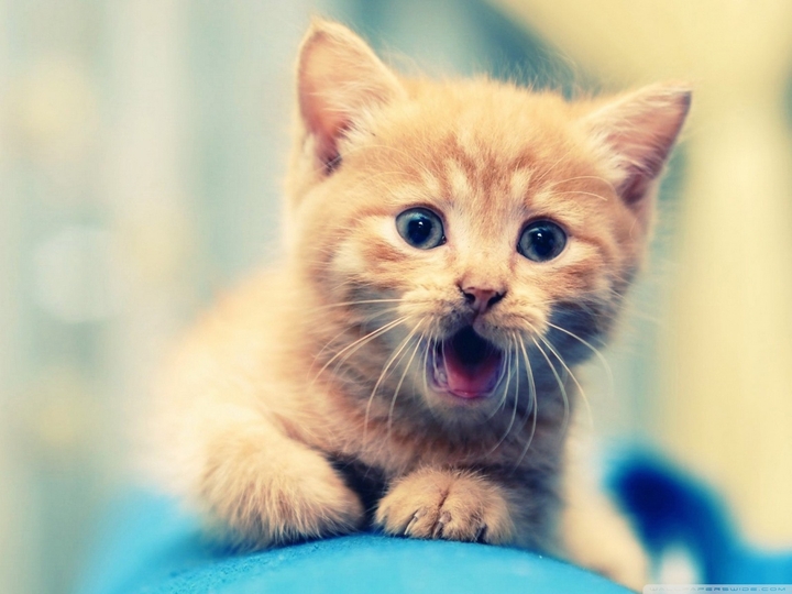 cute