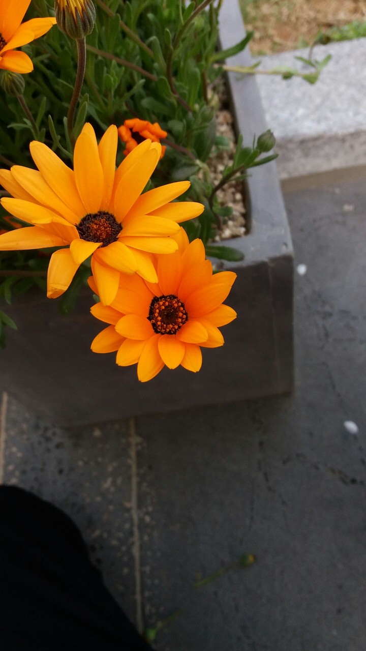 두 송이 꽃 two flowers