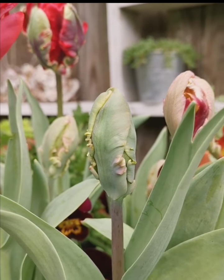 young flower