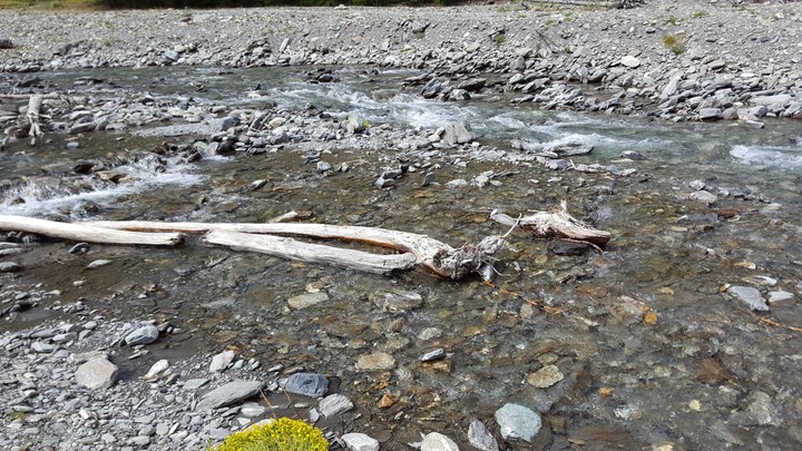 bois mort sur la rivière
