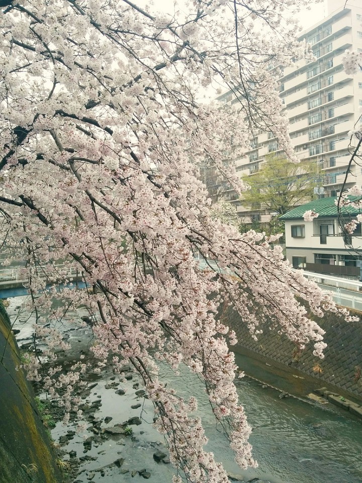 Cherry tree さくら