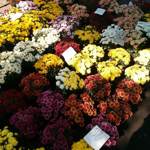 Flowers