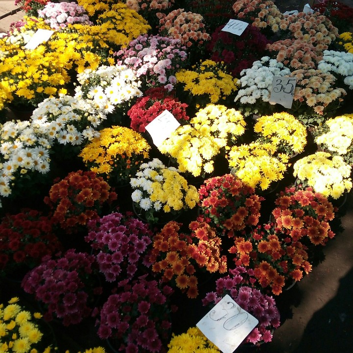 Flowers