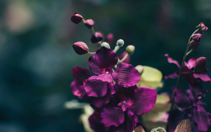 purple flowers