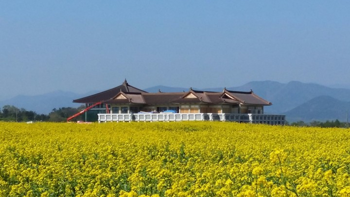 유채꽃밭에 집 한채