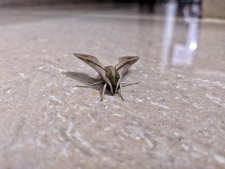 Moth