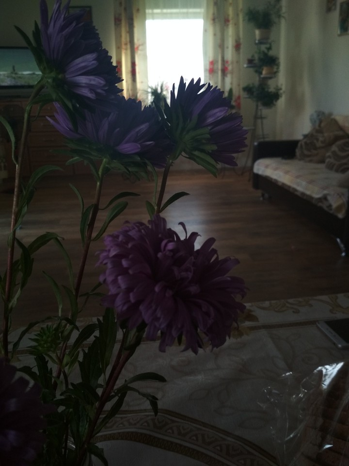 цветы
