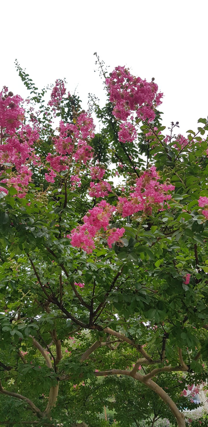 korea summer flower