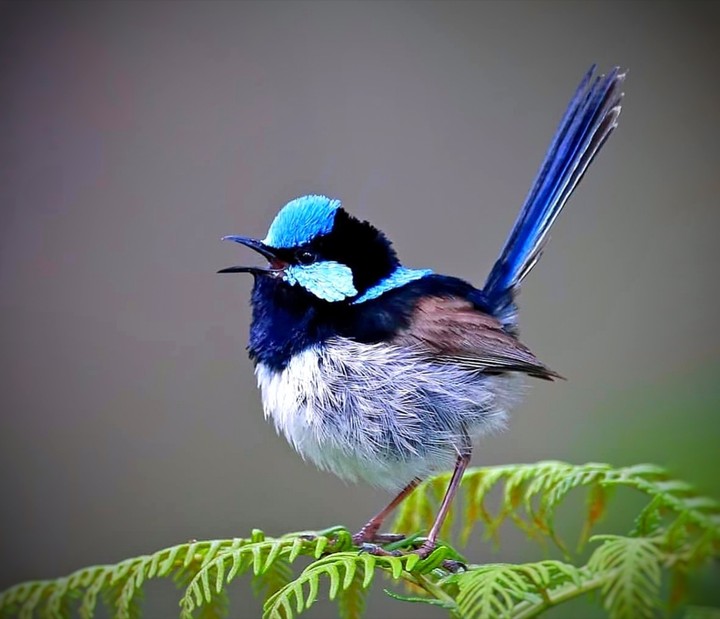 bird