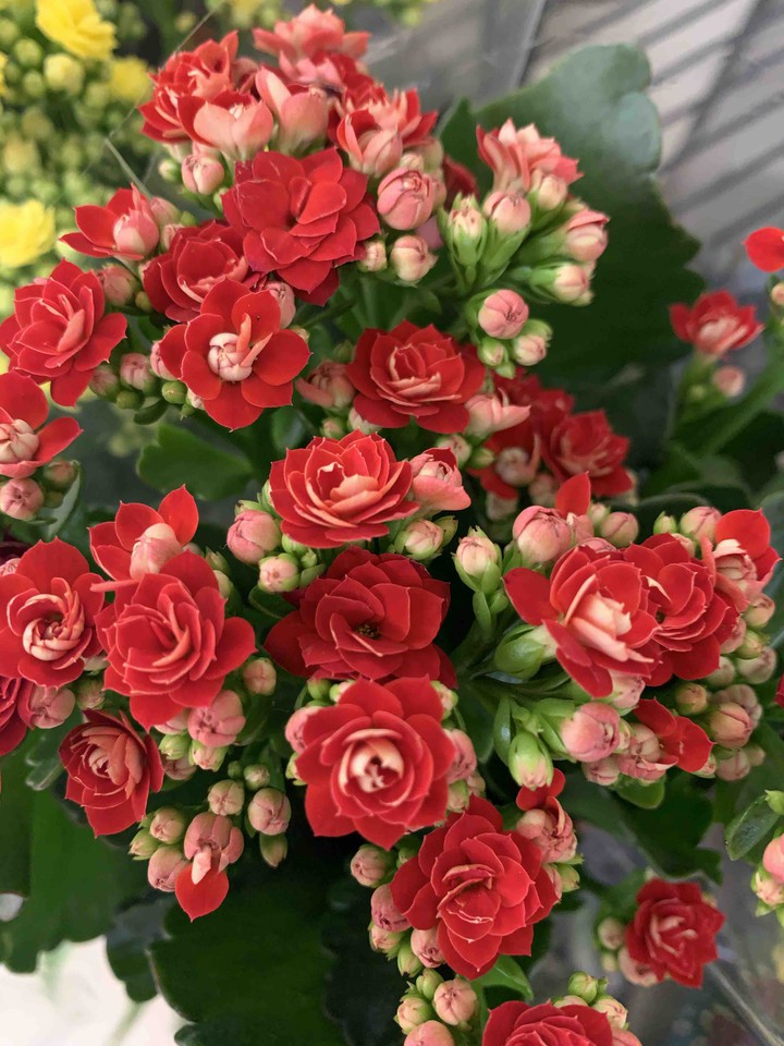Rosas de Mercado