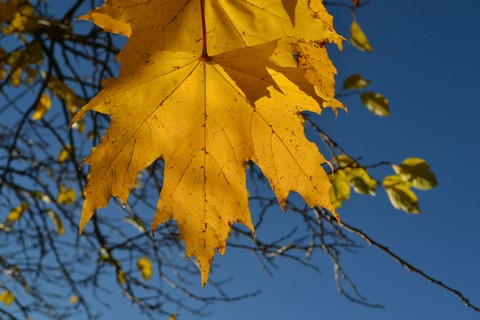 Ahornblatt