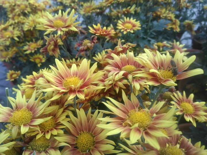 unknown flower