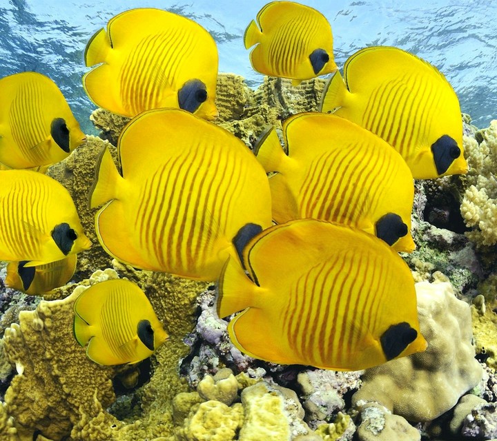Yellow