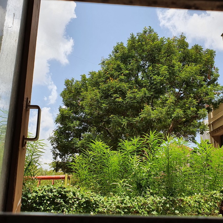 Nature,