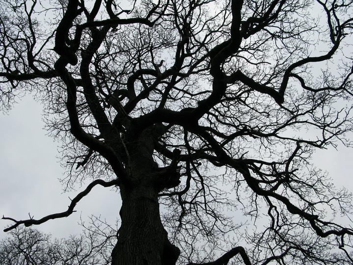 tree