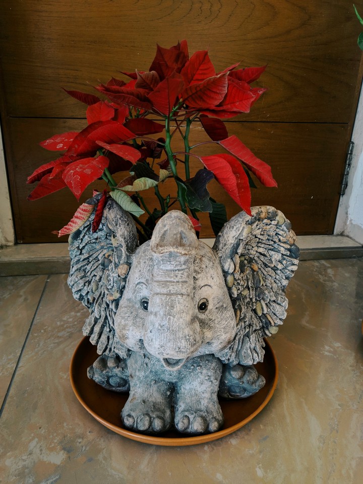 cute elephant