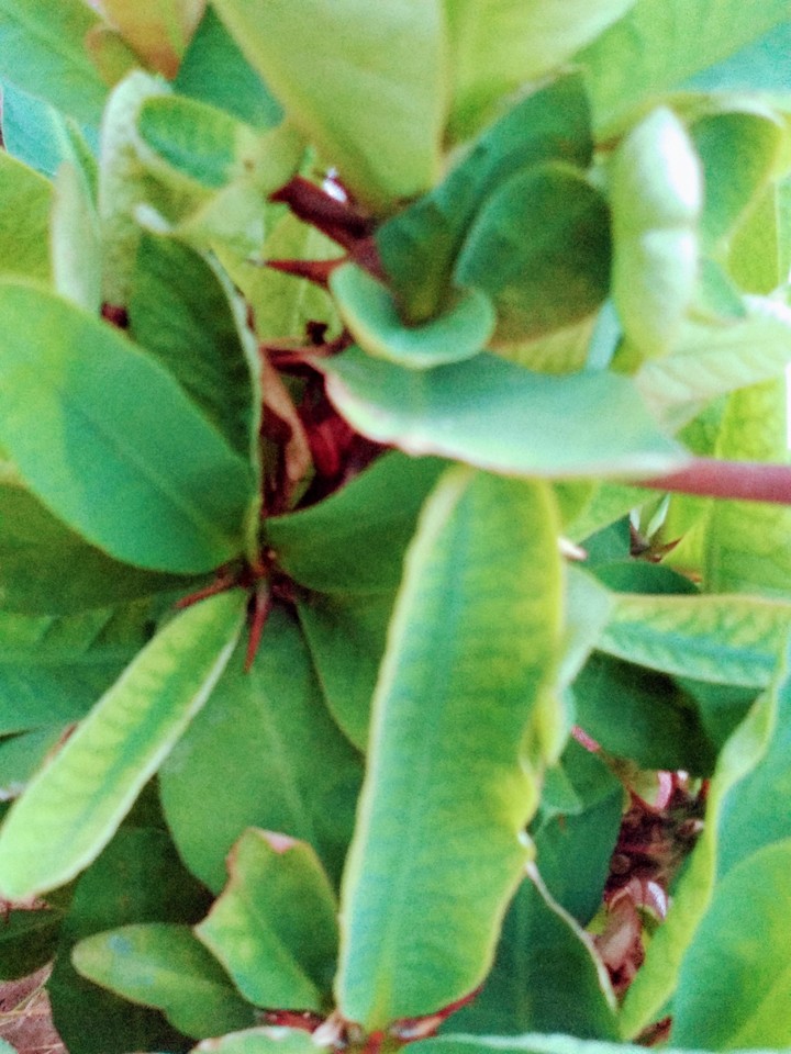 leaf