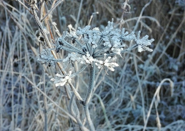 Eisblumen