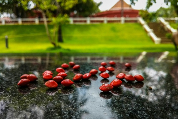Manjadikuru