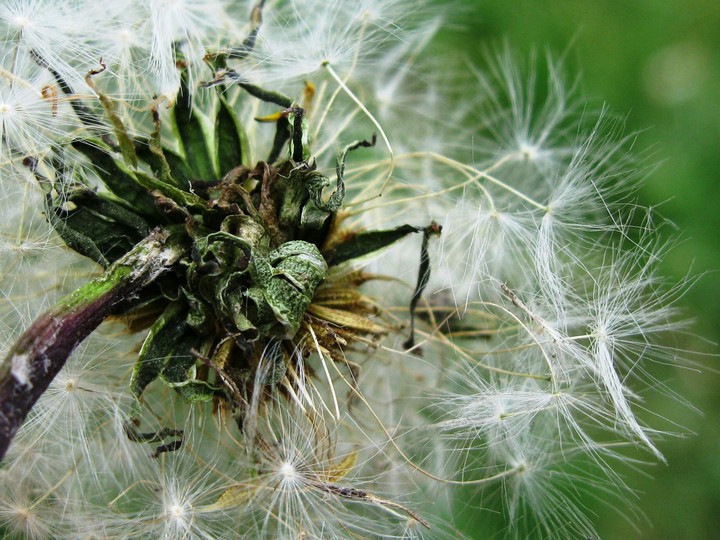 dead beauty