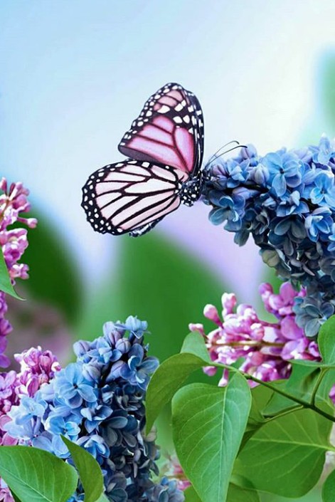 Butterflies