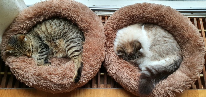 Napping together