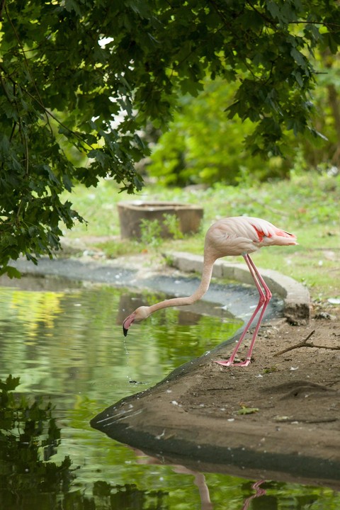 watercourse, bird Hintergrundbilder