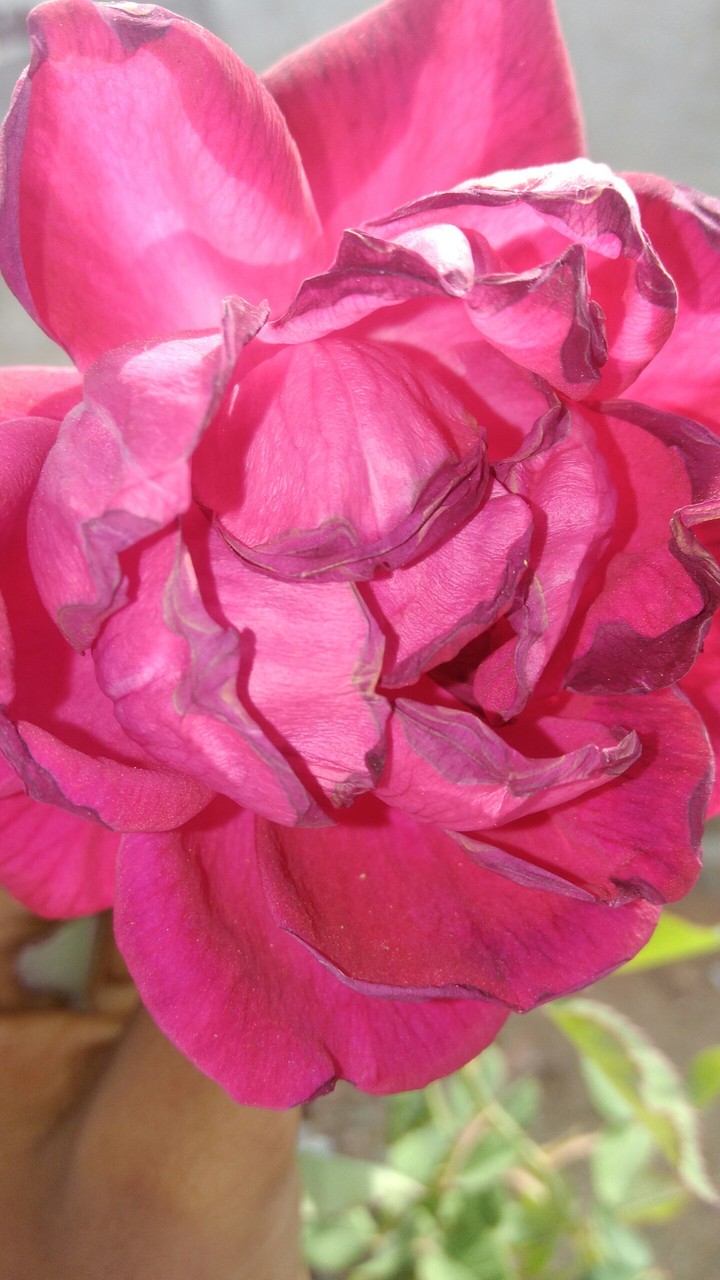 flower red rose