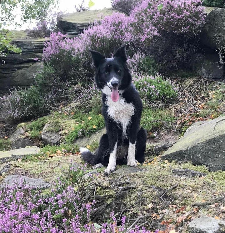 The Border Collie Because There Is No Better Dog