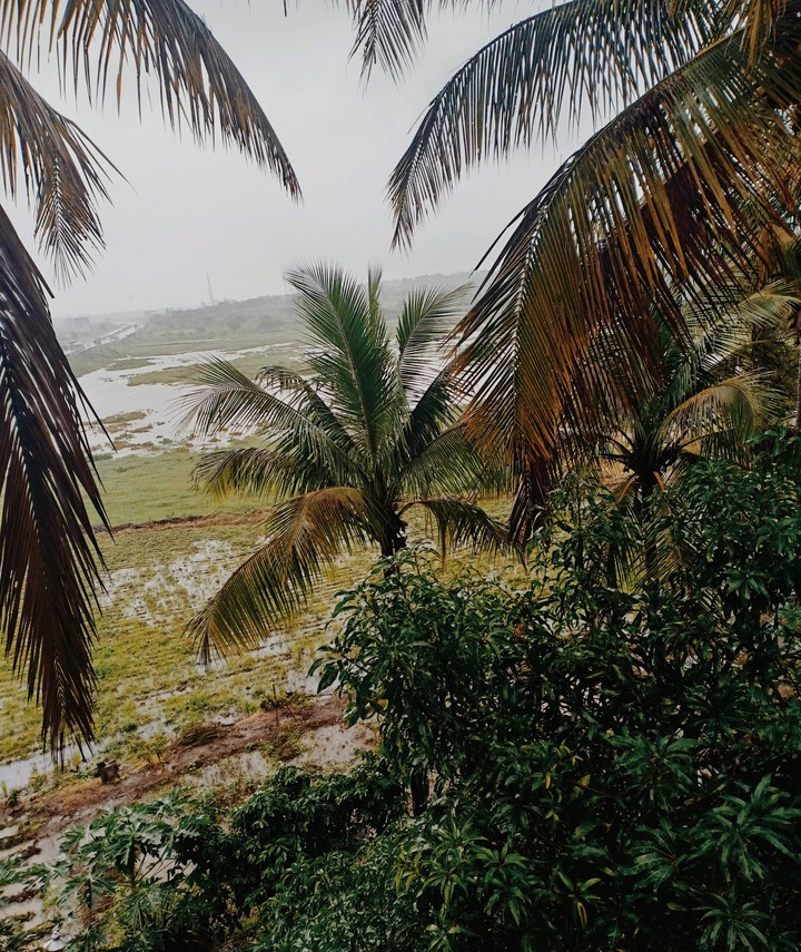 The Herb Farm - Igatpuri