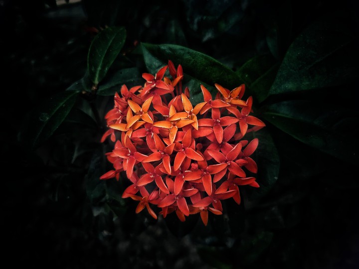 flower