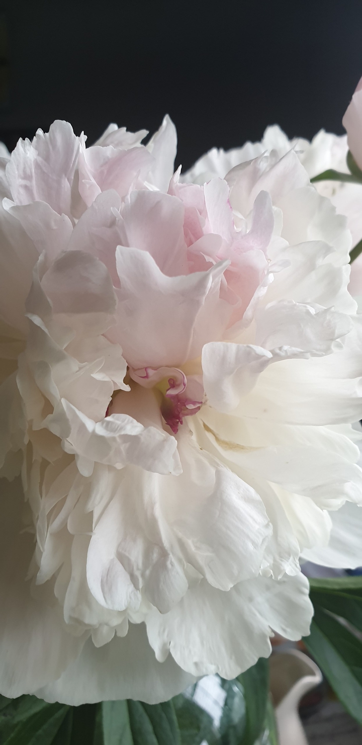 pion white