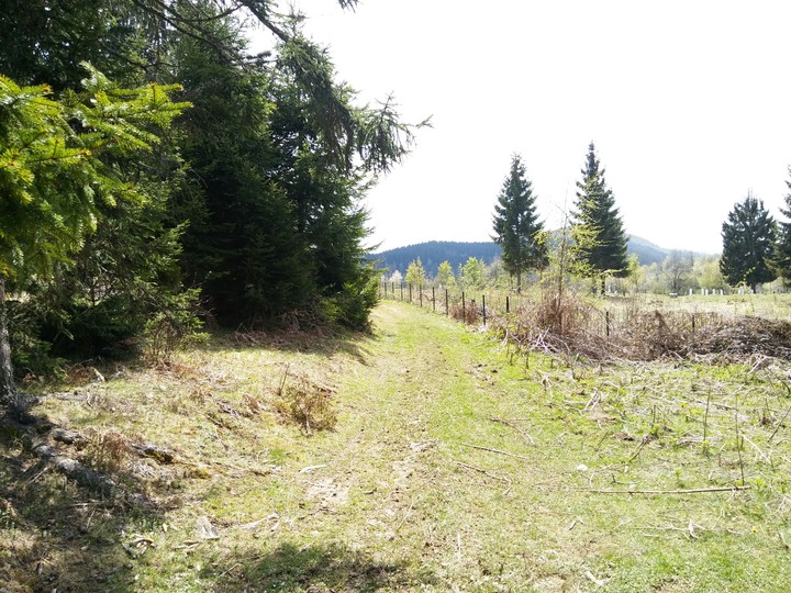 Sunny Nature