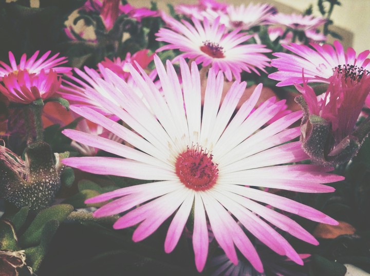 Vibrant flowers