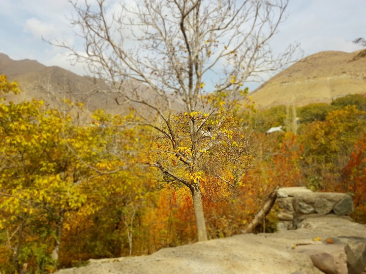 autumn tree