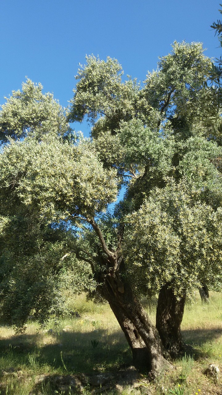 Zeytin çiçeği zamanı