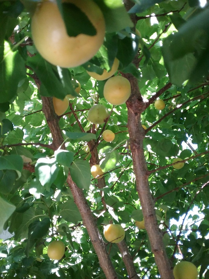 Happy apricot tree 2