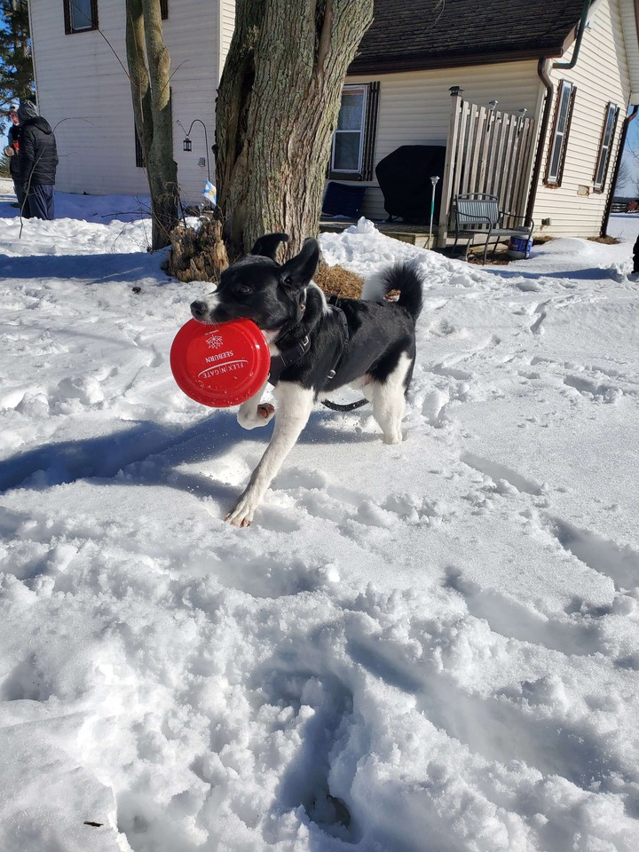my silly puppy (looks like a devil from ears)?