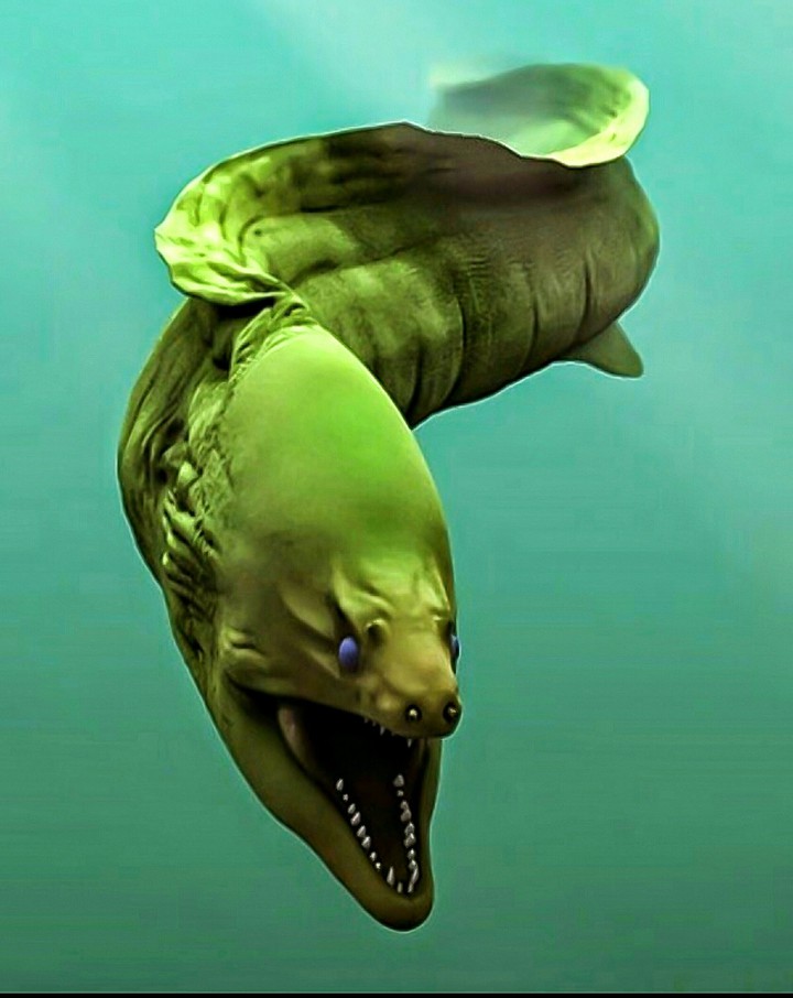 Moray EEL Out and About