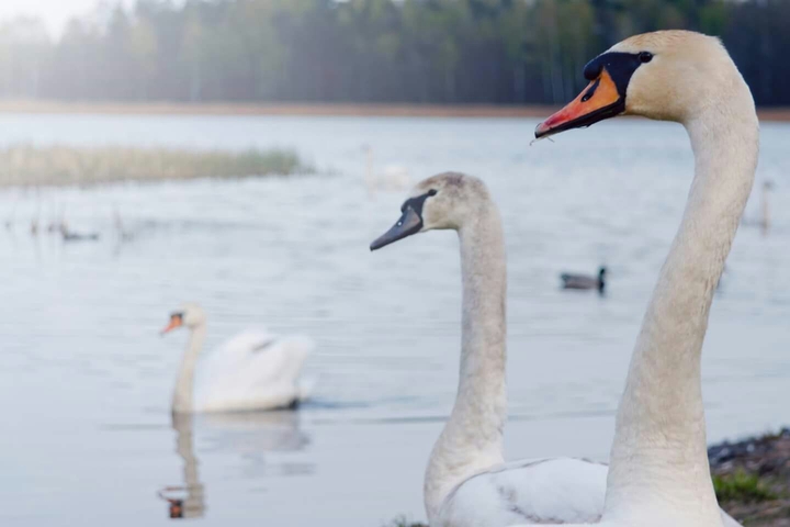 swan