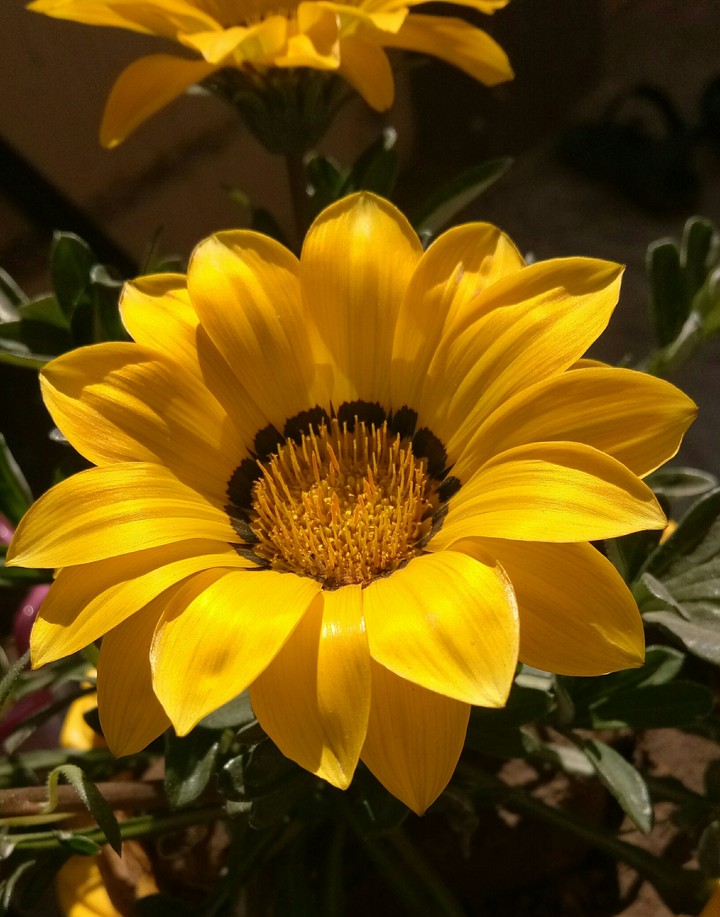 flower