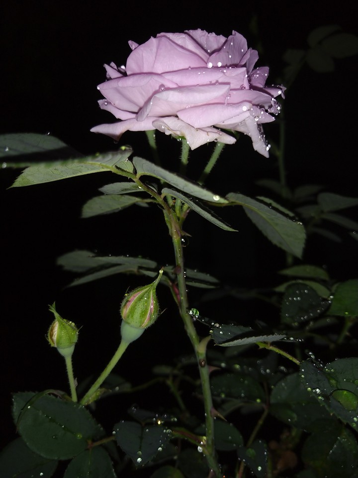 pinkrose